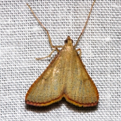 Endotricha ignealis (A Pyralid moth (Endotrichinae)) at Tidbinbilla Nature Reserve - 11 Nov 2018 by Thommo17