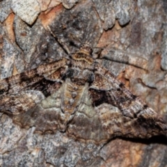 Gastrina cristaria (Wave-lined Geometrid) at Tidbinbilla Nature Reserve - 11 Nov 2018 by Thommo17