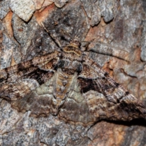 Gastrina cristaria at Paddys River, ACT - 11 Nov 2018 08:18 PM