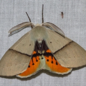 Gastrophora henricaria at Paddys River, ACT - 11 Nov 2018