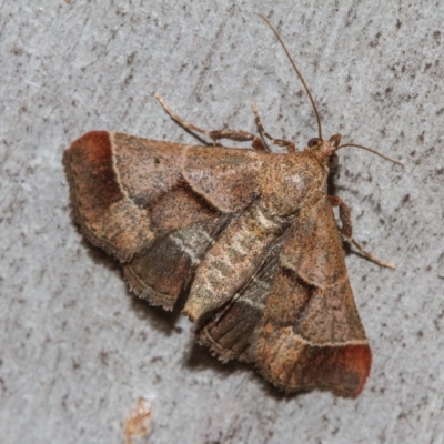 Gauna aegusalis (Pyraline moth) at Black Mountain - 11 Dec 2017 by Thommo17
