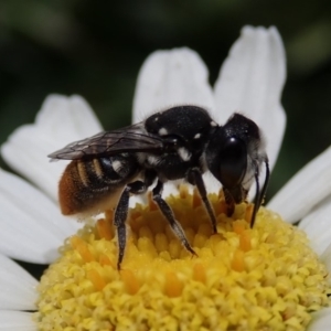 Megachile sp. (several subgenera) at Spence, ACT - 10 Feb 2020