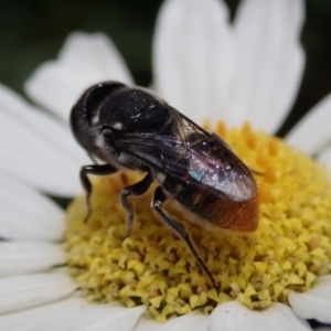 Megachile sp. (several subgenera) at Spence, ACT - 10 Feb 2020