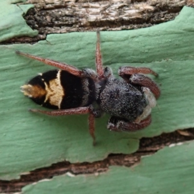 Apricia jovialis (Jovial jumping spider) at Spence, ACT - 10 Feb 2020 by Laserchemisty