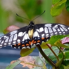 Papilio anactus (Dainty Swallowtail) at Florey, ACT - 10 Feb 2020 by Kurt