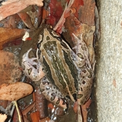 Limnodynastes peronii (Brown-striped Frog) at O'Connor, ACT - 10 Feb 2020 by shoko