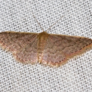 Idaea inversata at Paddys River, ACT - 14 Mar 2018