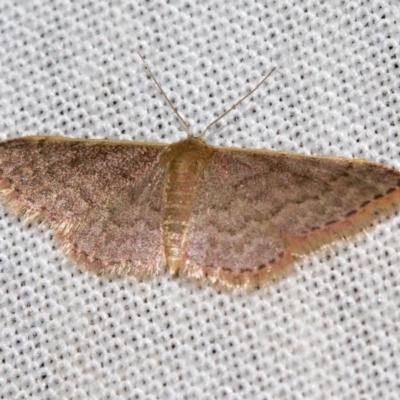 Idaea inversata (Purple Wave) at Paddys River, ACT - 14 Mar 2018 by Thommo17