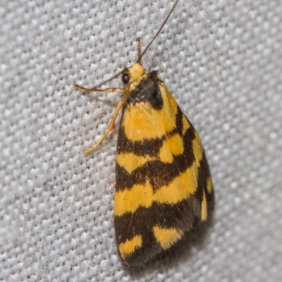 Thallarcha partita (Dark-banded Footman) at Paddys River, ACT - 14 Mar 2018 by Thommo17