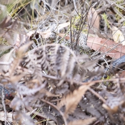 Pseudechis porphyriacus (Red-bellied Black Snake) at Penrose, NSW - 9 Feb 2020 by Aussiegall