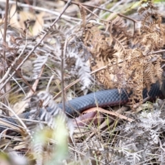 Pseudechis porphyriacus at Penrose - 10 Feb 2020