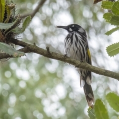 Phylidonyris novaehollandiae (New Holland Honeyeater) at Penrose, NSW - 9 Feb 2020 by Aussiegall