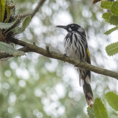 Phylidonyris novaehollandiae (New Holland Honeyeater) at Wingecarribee Local Government Area - 9 Feb 2020 by Aussiegall