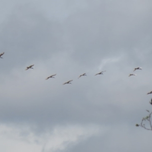 Threskiornis molucca at Wanniassa, ACT - 10 Feb 2020