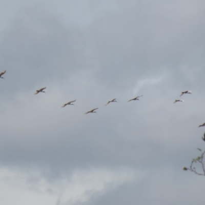 Threskiornis molucca (Australian White Ibis) at Wanniassa, ACT - 10 Feb 2020 by RodDeb