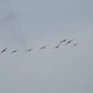 Threskiornis molucca at Wanniassa, ACT - 10 Feb 2020