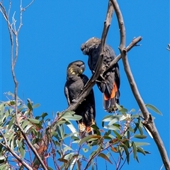 Calyptorhynchus lathami (Glossy Black-Cockatoo) at Wingecarribee Local Government Area - 23 May 2019 by Aussiegall