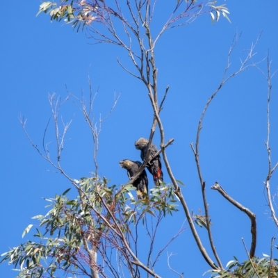 Calyptorhynchus lathami lathami (Glossy Black-Cockatoo) at Penrose, NSW - 23 May 2019 by Aussiegall
