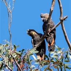 Calyptorhynchus lathami lathami at Penrose, NSW - suppressed