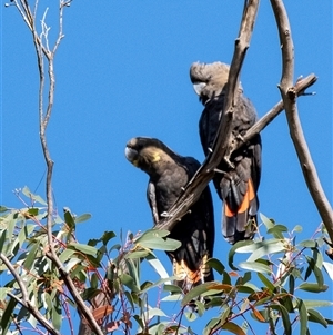 Calyptorhynchus lathami lathami at Penrose, NSW - 23 May 2019