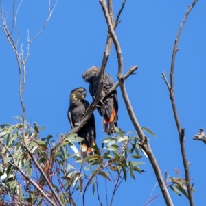 Calyptorhynchus lathami at Penrose, NSW - 23 May 2019