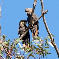 Calyptorhynchus lathami lathami at Penrose, NSW - 23 May 2019