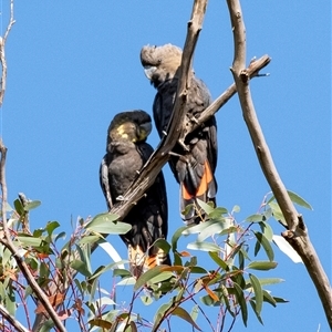 Calyptorhynchus lathami lathami at Penrose, NSW - suppressed