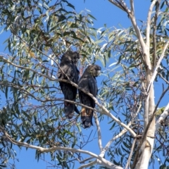 Calyptorhynchus lathami at Penrose, NSW - 23 May 2019