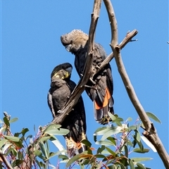 Calyptorhynchus lathami lathami at Penrose, NSW - 23 May 2019