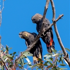 Calyptorhynchus lathami lathami at Penrose, NSW - suppressed