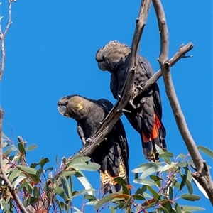 Calyptorhynchus lathami lathami at Penrose, NSW - suppressed