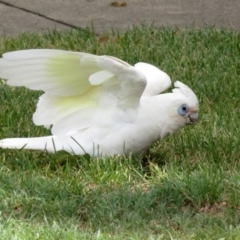 Cacatua sanguinea (Little Corella) at Wanniassa, ACT - 10 Feb 2020 by RodDeb