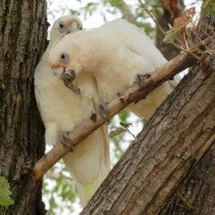 Cacatua sanguinea at Wanniassa, ACT - 10 Feb 2020