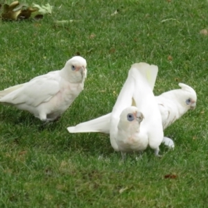 Cacatua sanguinea at Wanniassa, ACT - 10 Feb 2020