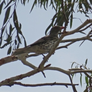 Oriolus sagittatus at Wanniassa, ACT - 10 Feb 2020