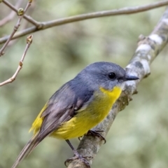 Eopsaltria australis (Eastern Yellow Robin) at Penrose, NSW - 20 May 2019 by Aussiegall