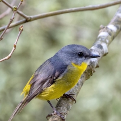 Eopsaltria australis (Eastern Yellow Robin) at Wingecarribee Local Government Area - 20 May 2019 by Aussiegall