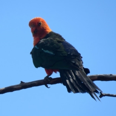 Alisterus scapularis (Australian King-Parrot) at Macarthur, ACT - 10 Feb 2020 by RodDeb