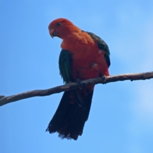 Alisterus scapularis at Macarthur, ACT - 10 Feb 2020