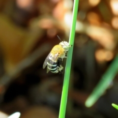 Amegilla sp. (genus) (Blue Banded Bee) at Macarthur, ACT - 10 Feb 2020 by RodDeb