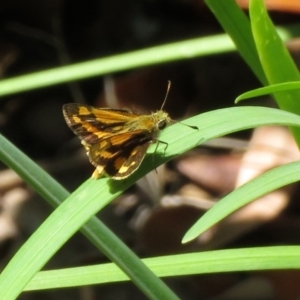 Ocybadistes walkeri at Macarthur, ACT - 10 Feb 2020