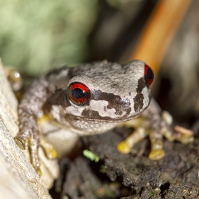 Litoria quiritatus (Screaming Tree Frog) at Penrose - 21 Mar 2019 by Aussiegall