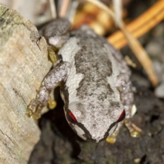 Litoria quiritatus at suppressed - suppressed