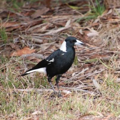 Gymnorhina tibicen (Australian Magpie) at Mittagong, NSW - 7 Oct 2018 by JanHartog