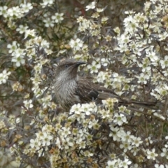 Anthochaera chrysoptera (Little Wattlebird) at Rivendell Mimosa Park Road - 22 Dec 2019 by vivdavo