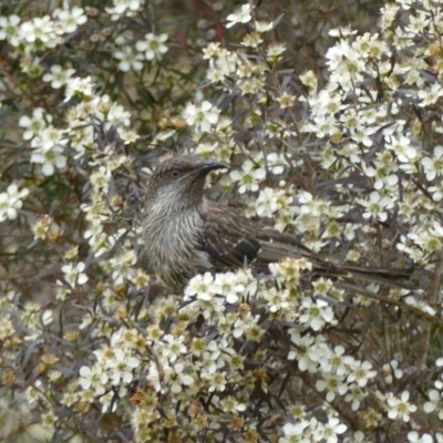 Anthochaera chrysoptera (Little Wattlebird) at Morton, NSW - 22 Dec 2019 by vivdavo