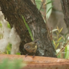 Acanthiza lineata (Striated Thornbill) at "Rivendell" Mimosa Park Road - 2 Jan 2020 by vivdavo