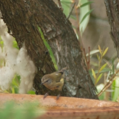 Acanthiza lineata (Striated Thornbill) at "Rivendell" Mimosa Park Road - 3 Jan 2020 by vivdavo