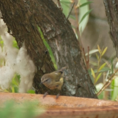 Acanthiza lineata (Striated Thornbill) at Rivendell Mimosa Park Road - 2 Jan 2020 by vivdavo