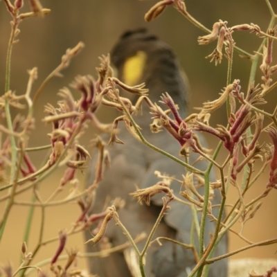 Zanda funerea (Yellow-tailed Black-Cockatoo) at "Rivendell" Mimosa Park Road - 4 Jan 2020 by vivdavo